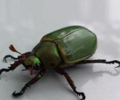 Expert Beetle Removal in NJ – ALCO Animal & Pest Control