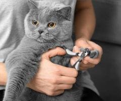 Choose Shurcut Pet Parlour for Gentle Cat Nail Grooming Near Monrovia