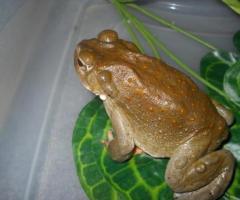 Reptil Venom Store: Purchase Frog Venom Online for Research Purposes