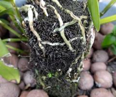 BioAg Innovations - Enhanced Plant Root Development with Innovative Fertilizer Solutions