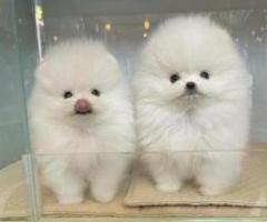 Female and male pomeranian puppies.