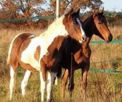 Beautiful Skewbald Filly For Sale In Marketplace - 1