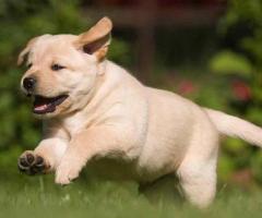 Dogs For Sale | Puppies For Sale
