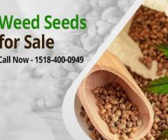 Weed Seed for Sale | Green Leaf Dispensary Store