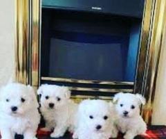 Beautiful Mini Maltese Puppy for Sale in Blackburn