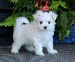 KC Registered Maltese Puppy's