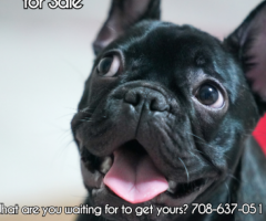 Exotic Frenchies for Sale |  Elite Frenchies