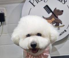 Fluffy Tails - Mobile Pet Grooming in Doha, Qatar