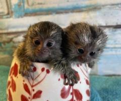 Marmoset Monkeys For Sale