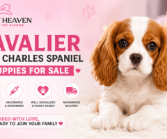 Cavalier King Charles Spaniel Puppies for Loving Homes