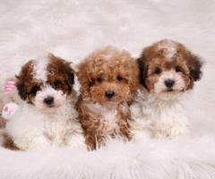 Extensively Health tested toy poodles