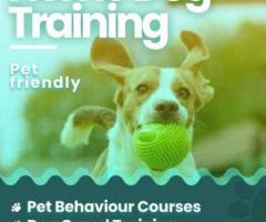 Dog Trainers in Delhi