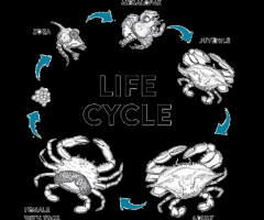 Vertical crab farming cost