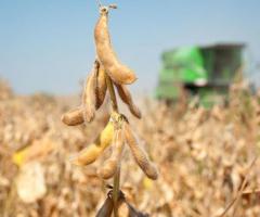 Sustainable Soybean Harvesting