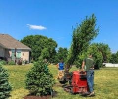 Tree Planting | Trees for Sale | Buy Direct from Farm with Delivery