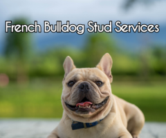 French Bulldog Stud Services