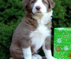 Border collie puppies from ISDS reg parents
