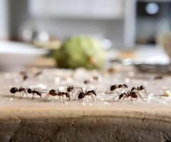 Insect Control