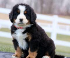 Quality Bernese Puppies