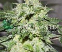 Visit Cannapot to buy the latest premium quality cannabis seeds - 1