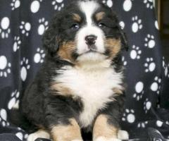 Bernese Mountain dog READY TO LEAVE NOW