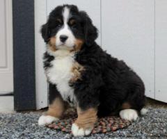Fully vaccinated F1b Bernedoodle unique colour