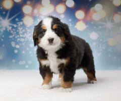 Bernese mountain dog puppies ready to leave