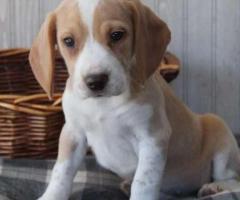 BEAGLE PUPPIES FOR SALE - 1