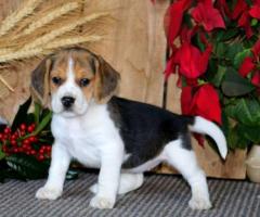 Beagle puppies  - 1