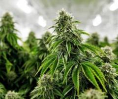 Browse the comprehensive selection of feminized marijuana seeds from Cannapot