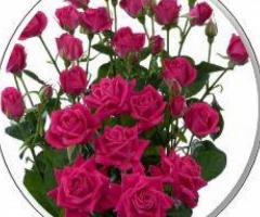 Wholesale Peonies - Exceptional Quality at GardensAmerica