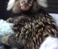 Adorable marmoset monkeys