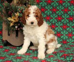 Standard Poodle Puppies - FULLY HEALTH TESTED