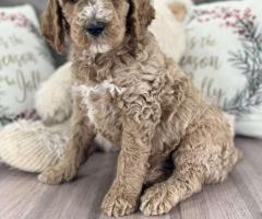Quality Bred Standard Poodle Puppies for Sale