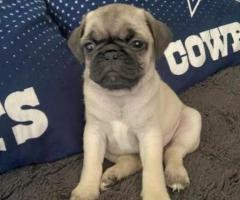 Pugs for Sale Near me Under $500 | Pug Breeders Near me |Cheap Pug Puppies for sale |