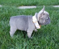GIFT FRENCH BULLDOG PUPPIES READY FOR ADOPTION