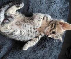 4 TICA REGISTERED BENGAL KITTENS FOR ADOPTION NOW