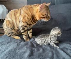 CAGE TICA REGISTERED BENGAL KITTENS FOR ADOPTION NOW