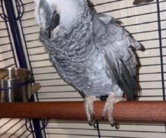 PAIR AFRICAN GREY FOR PARROTS ADOPTION NOW