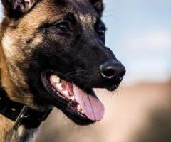 Golden Malinois Puppies for Sale - Unleash the Love and Energy of a Belgian Malinois