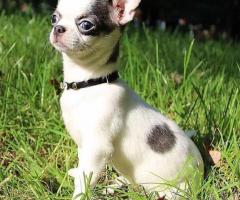 teacup chihuahua puppy for sell