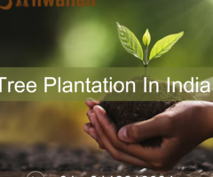 Tree Plantation in India NGO