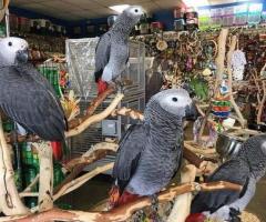 Hand reared baby African greys ready now