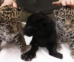 Gorgeous Jaguar Cubs For Sale Whatsaap:+306995209818
