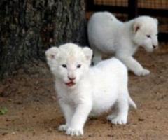 Adorable White Lion Cubs For Sell{+306995209818}