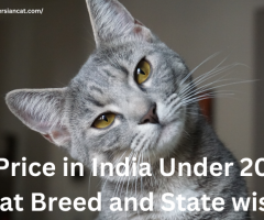 Cat Price in India Under 2000