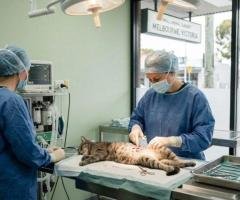 Professional Small Animal Surgery Victoria Services