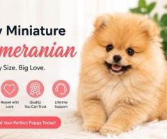 Pomeranian Puppies for Sale Online – Find Your Perfect Puppy at PuppyHeaven