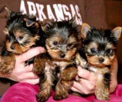 Adorable Yorkie Puppies