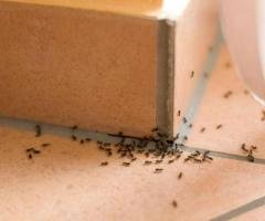 Insect Removal
